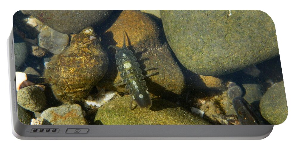 Ocean Life Portable Battery Charger featuring the photograph Tide Pool Creatures by Gallery Of Hope 