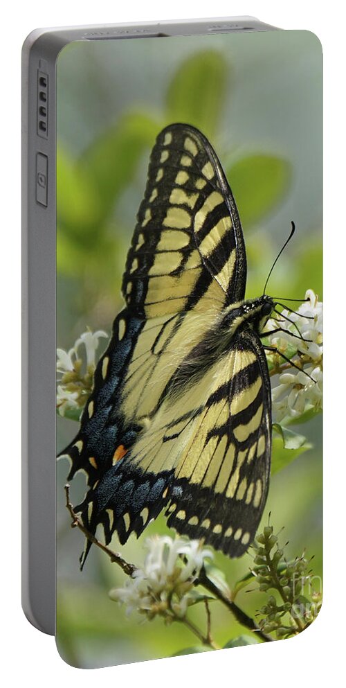 Tiger Swallowtail Butterfly Portable Battery Charger featuring the photograph Tiger Swallowtail Butterfly in the Privet 1 by Robert E Alter Reflections of Infinity