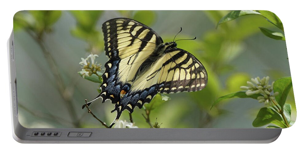 Tiger Swallowtail Butterfly Portable Battery Charger featuring the photograph Tiger Swallowtail Butterfly in the Privet 2 by Robert E Alter Reflections of Infinity
