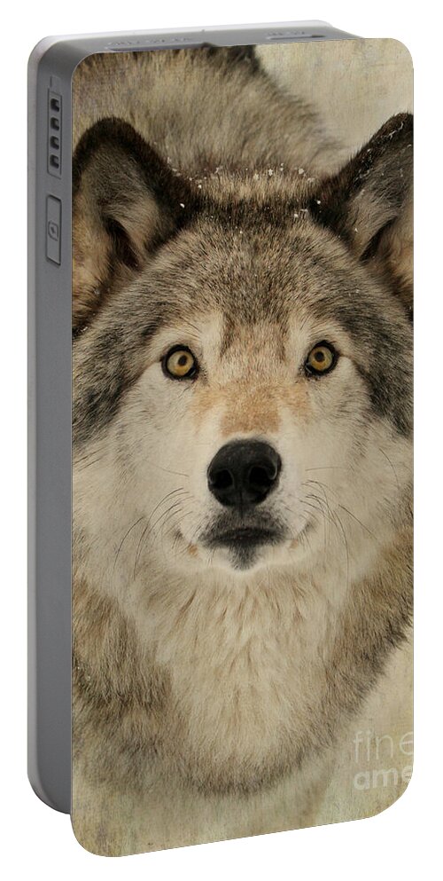 Wolf Portable Battery Charger featuring the photograph Timber Wolf Portrait by Heather King
