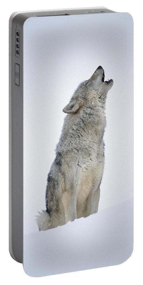 00174271 Portable Battery Charger featuring the photograph Timber Wolf Portrait Howling In Snow by Tim Fitzharris
