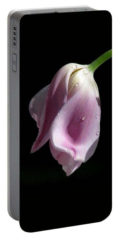 Pink Tulips Portable Battery Charger featuring the photograph To Languish by Angela Davies