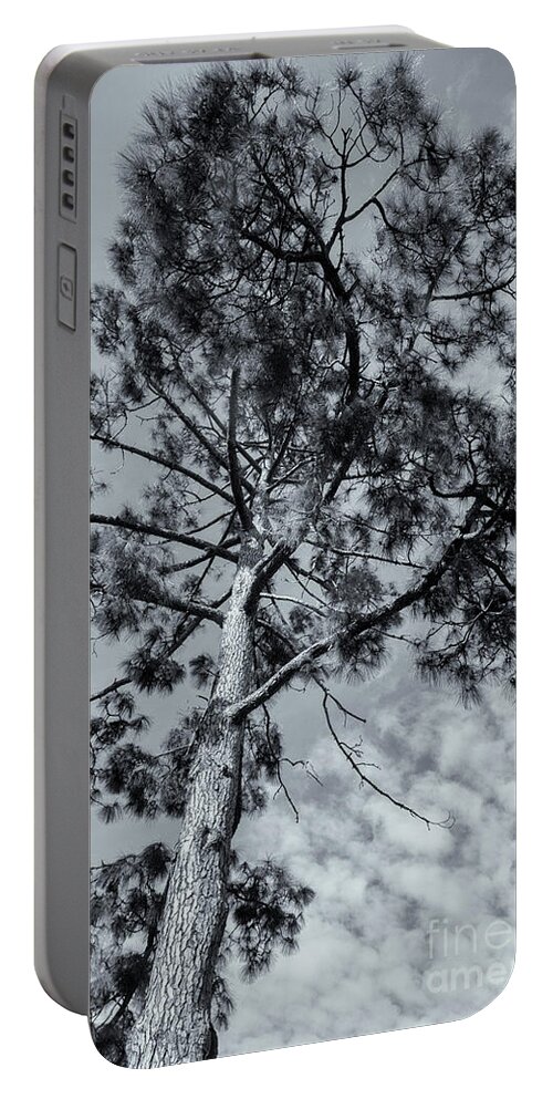 Tree Portable Battery Charger featuring the photograph Towering by Linda Lees