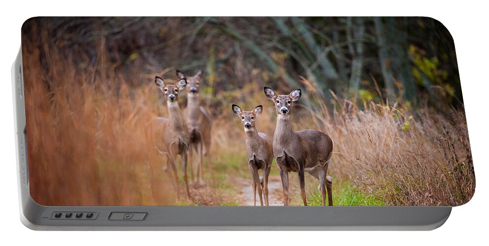 Wildlife Portable Battery Charger featuring the photograph Trail Watchers by Jeff Phillippi