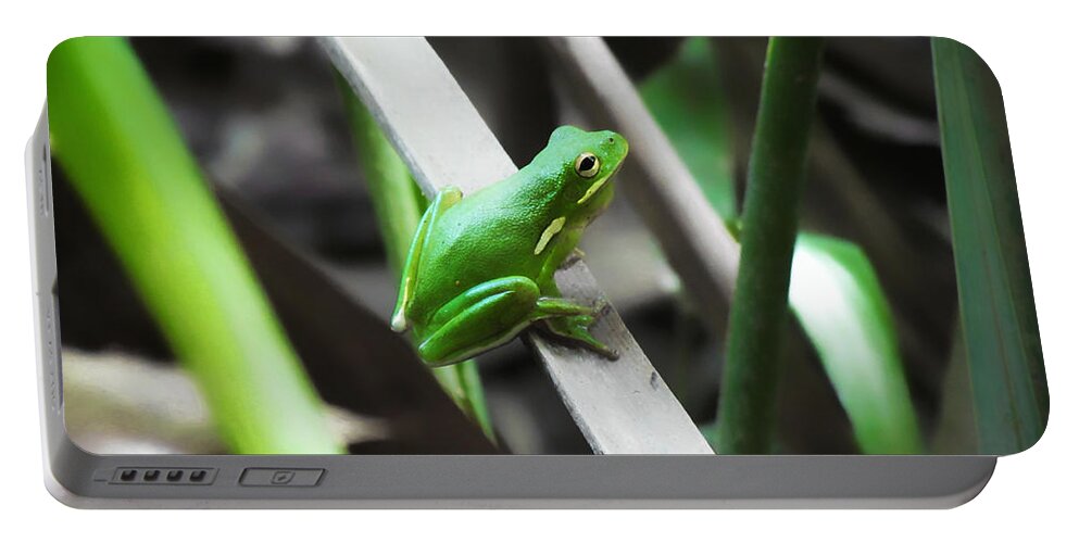 Wildlife Portable Battery Charger featuring the photograph Tree Frog by Nathan Little