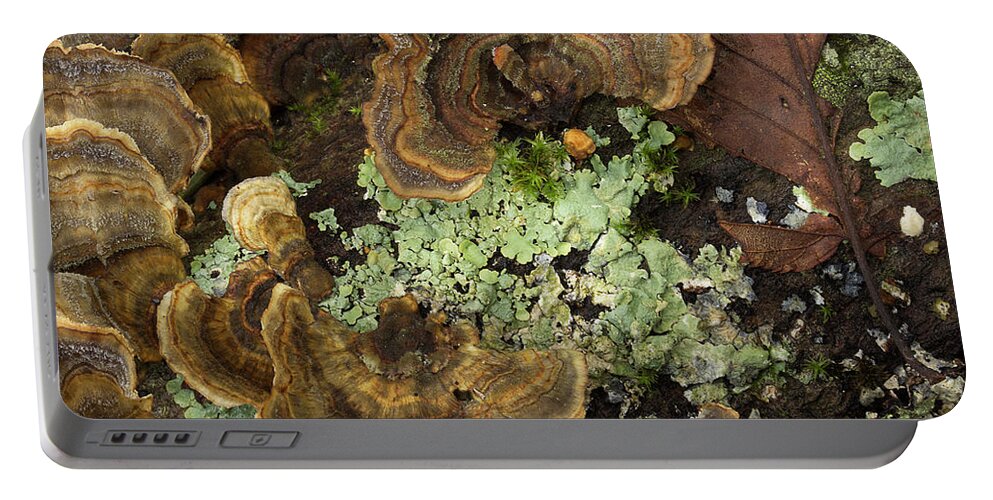 Fungus Portable Battery Charger featuring the photograph Tree Fungus by Mike Eingle