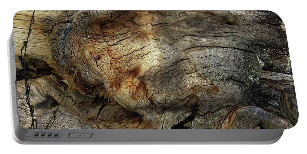Trees Portable Battery Charger featuring the photograph Tree Memories # 36 by Ed Hall