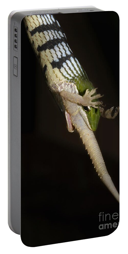 Kirtland's Tree Snake Portable Battery Charger featuring the photograph Tree Snake Eating Gecko by Andrew Routh