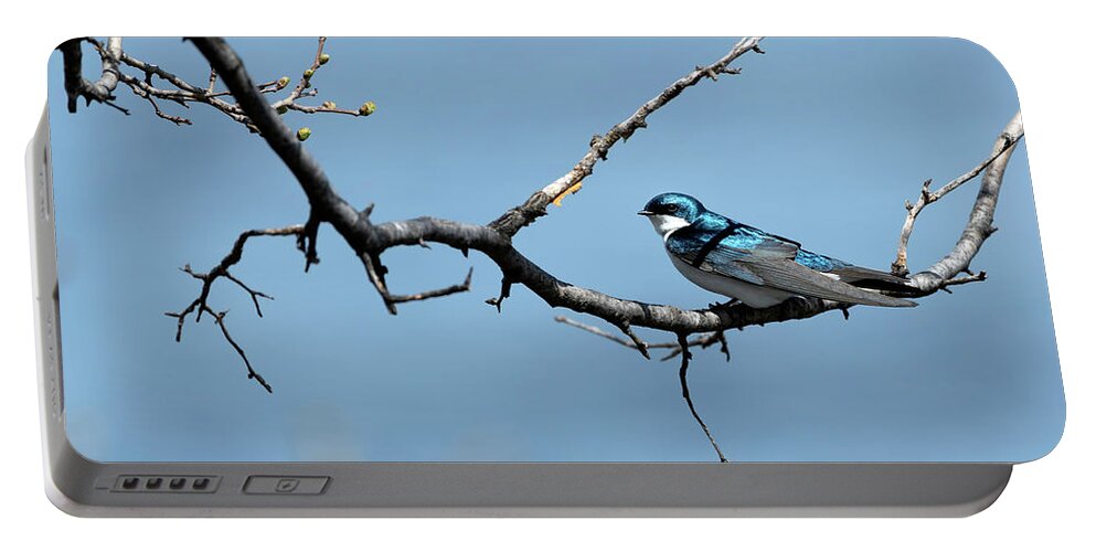 Tree Swallow Portable Battery Charger featuring the photograph Tree swallow by Sam Rino