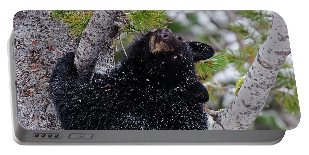 Black Bear Portable Battery Charger featuring the photograph Tree Top Bear by Mark Miller