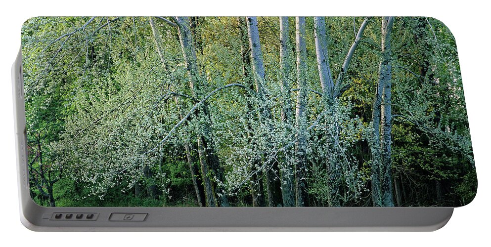 Tree Portable Battery Charger featuring the photograph Trees in Spring by Kevin Shields