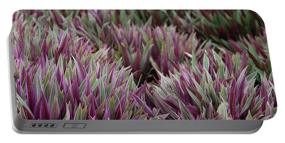 Tricolor Moses In The Cradle Plant Portable Battery Charger featuring the photograph Tricolor Moses In The Cradle Plant by Kerry Fischel