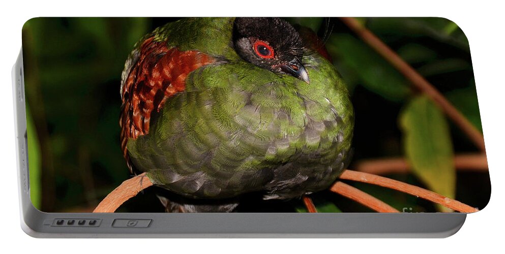 Bird Portable Battery Charger featuring the photograph Tropical Bird by Elaine Manley