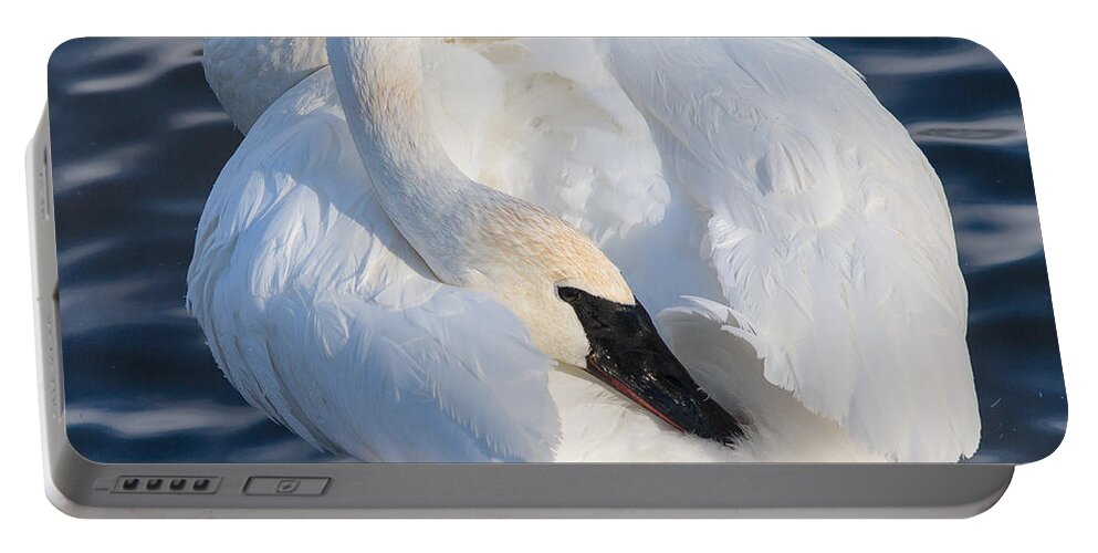 Animals Portable Battery Charger featuring the photograph Trumper Swan by Rikk Flohr