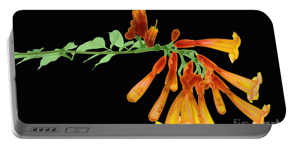 Plant Portable Battery Charger featuring the photograph Trumpet Vine, X-ray by Ted Kinsman