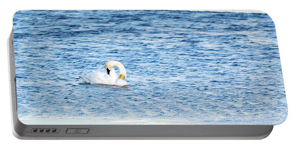 Swan Portable Battery Charger featuring the photograph Trumpeter Swan 840 84U by Holly Ross