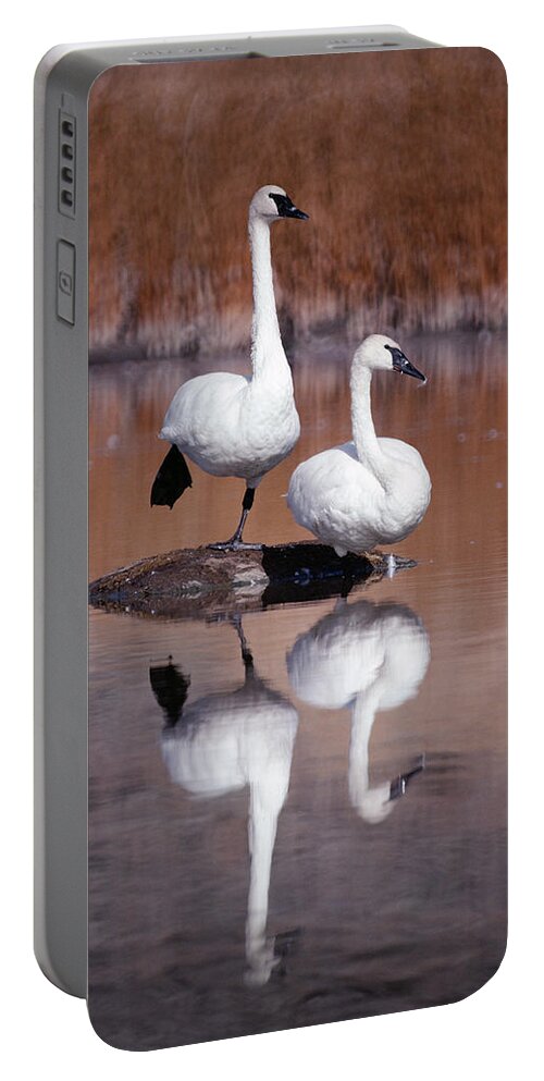 Mp Portable Battery Charger featuring the photograph Trumpeter Swans Yellowstone by Michael Quinton