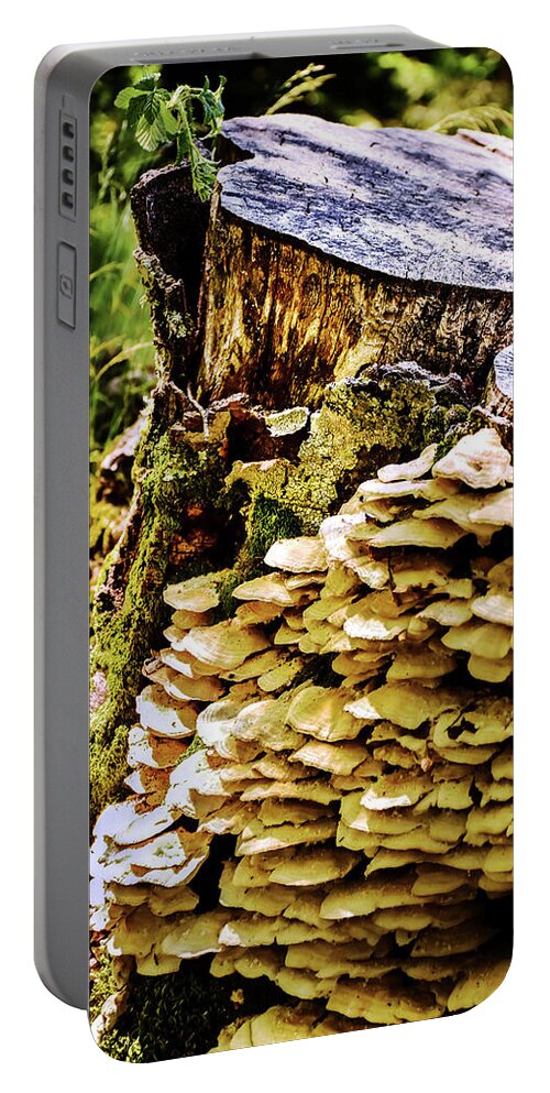 Tree Portable Battery Charger featuring the photograph Trunk and mushrooms by Alessandro Della Pietra