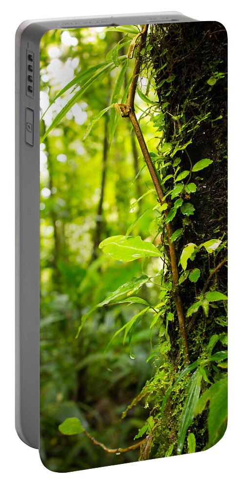 Jungle Portable Battery Charger featuring the photograph Trunk of the Jungle by Nicklas Gustafsson
