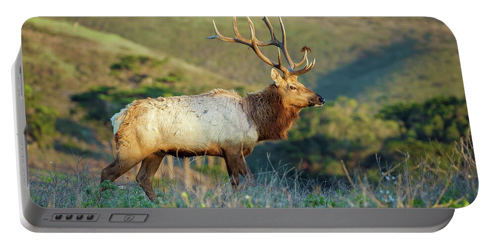 Animal Portable Battery Charger featuring the photograph Tule Elk 2 by Jonathan Nguyen