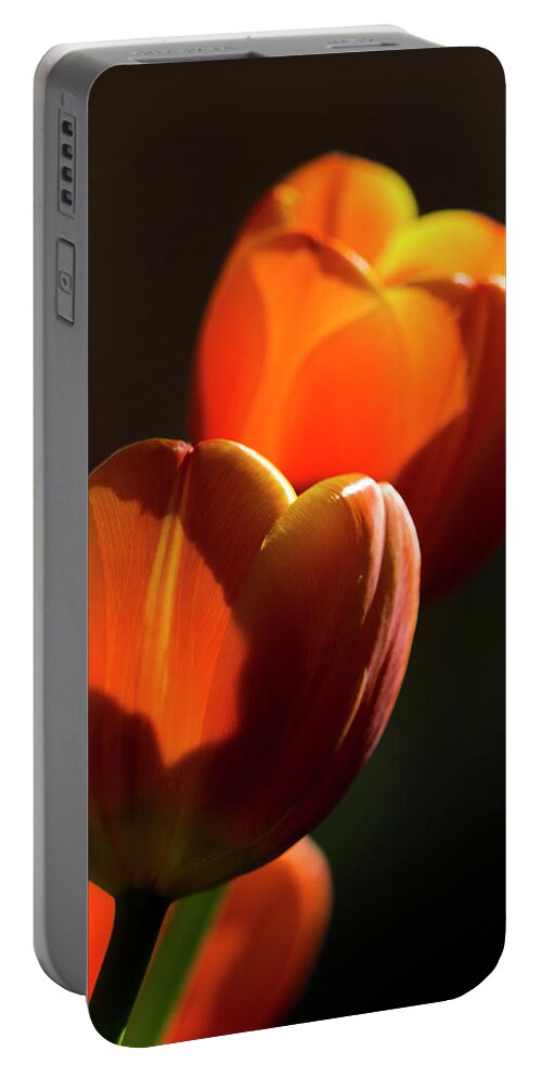 Tulips Portable Battery Charger featuring the photograph Tulip Afternoon by Michael Hope