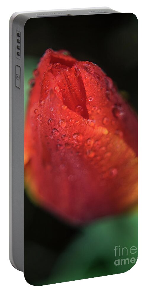 Bulb Portable Battery Charger featuring the photograph Tulip Bulb raindrops-1683 by Steve Somerville