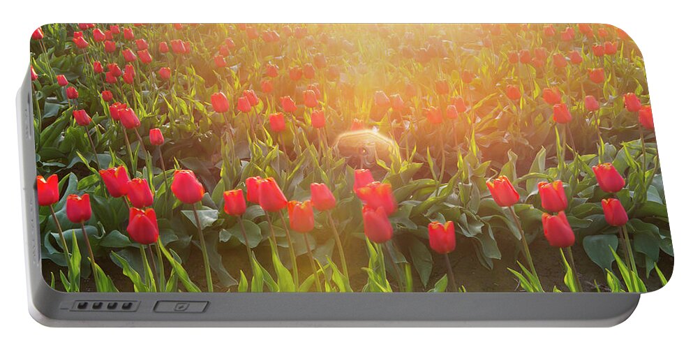 Flower Portable Battery Charger featuring the photograph Tulip in the sunset by Hisao Mogi