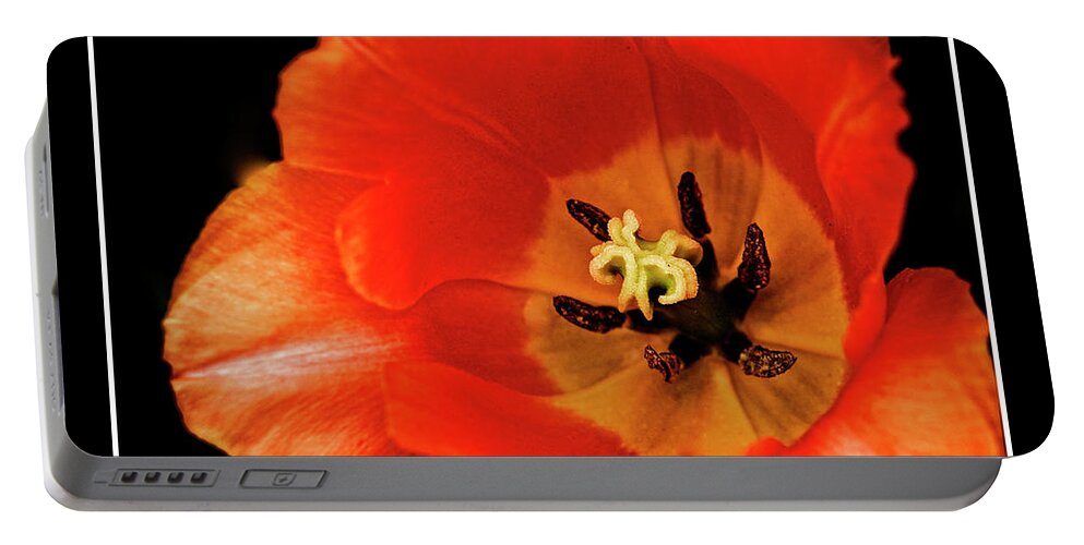 Flower Portable Battery Charger featuring the photograph Tulip Macro by Kenneth Clinton