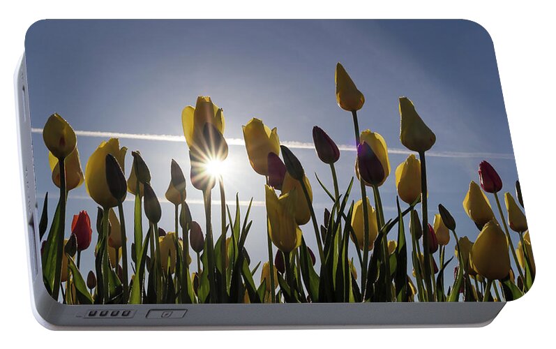 Tulip Portable Battery Charger featuring the photograph Tulips Blooming with Sun Star Burst by David Gn