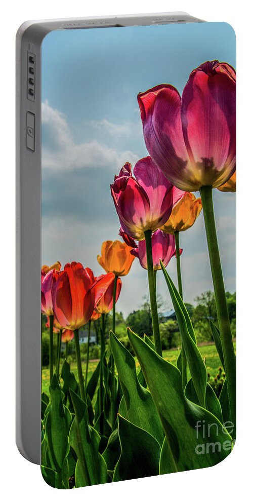 Nature Portable Battery Charger featuring the photograph Tulips in the Spring by Jane Axman