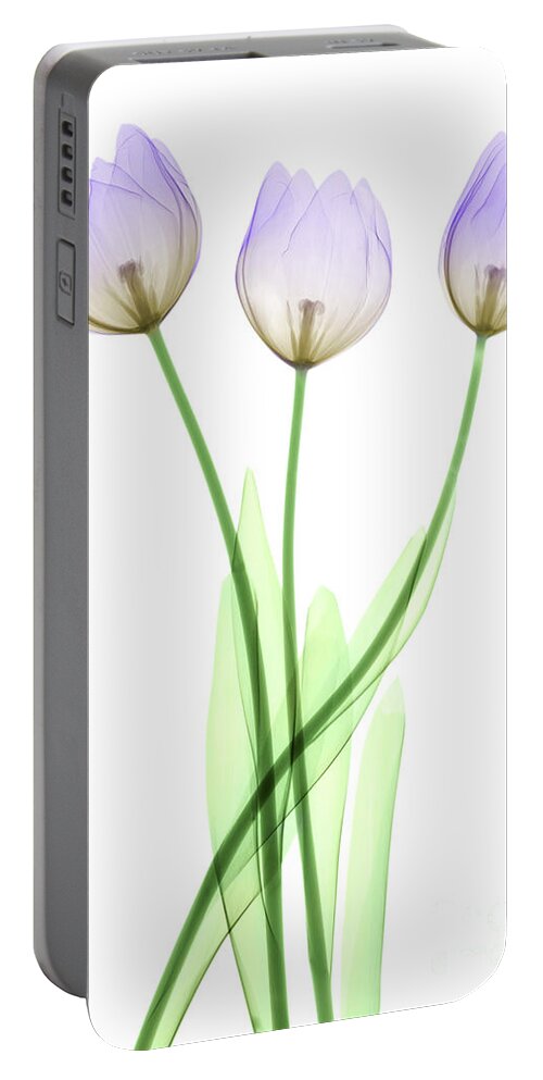 Tulip Portable Battery Charger featuring the photograph Tulips, X-ray by Ted Kinsman