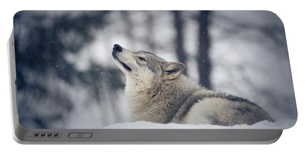 Snow Portable Battery Charger featuring the photograph Tundra Wolf Winter by Scott Slone