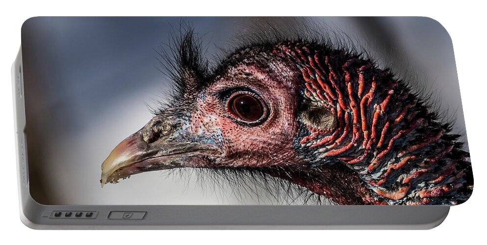 Wild Turkey Not The Whiskey Portable Battery Charger featuring the photograph Turkey Face by Paul Freidlund