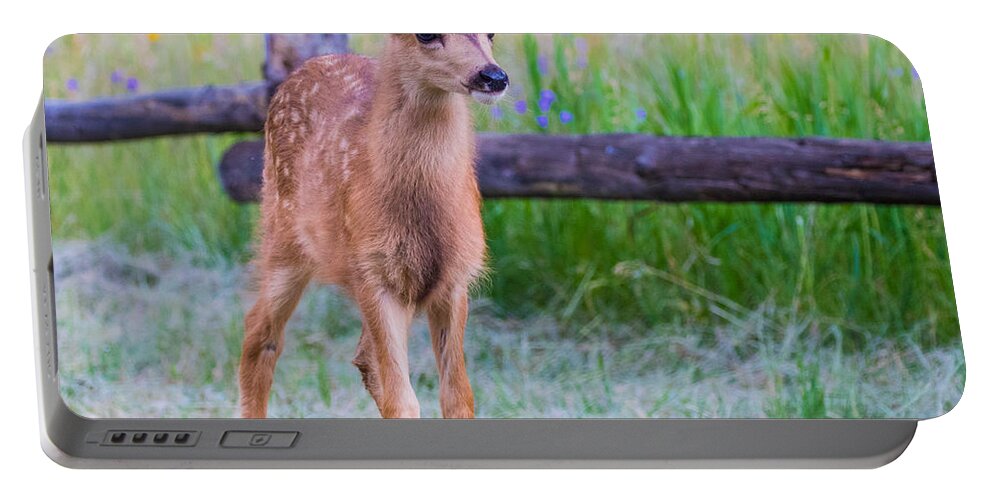 Mule Deer Fawn Portable Battery Charger featuring the photograph Twilight Fawn #2 by Mindy Musick King