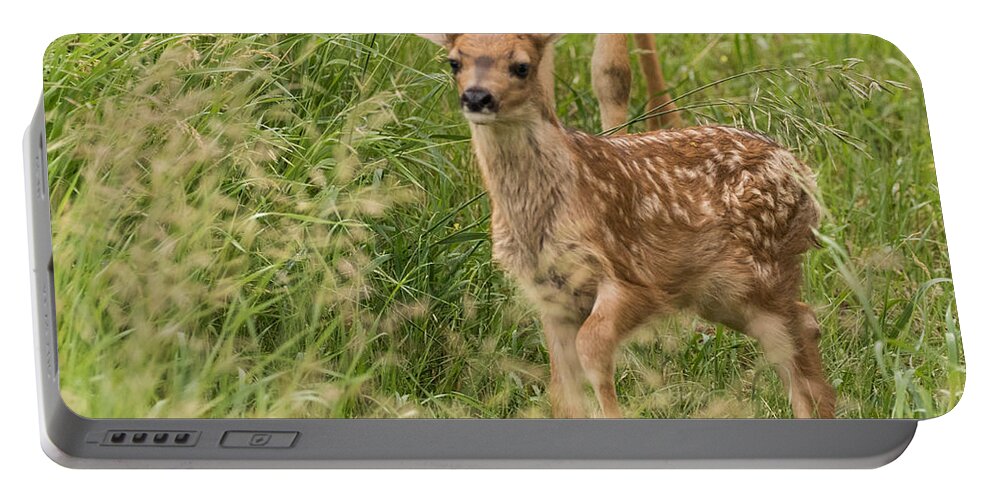 Mule Deer Fawn Portable Battery Charger featuring the photograph Twilight Fawn #3 by Mindy Musick King