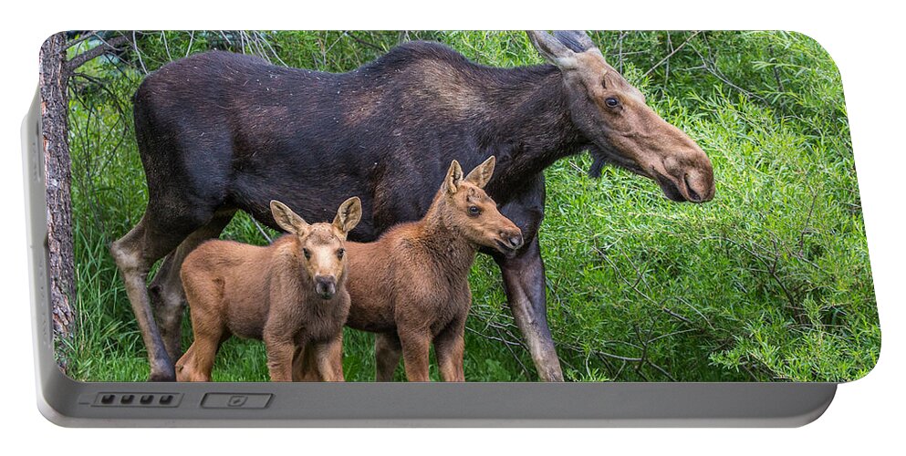 Moose Portable Battery Charger featuring the photograph Twin Gifts by Kevin Dietrich