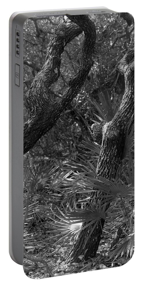 Guana Tolomato Matanzas Reserve Portable Battery Charger featuring the photograph Twin Trees - Guana Tolomato Matanzas Reserve by John Simmons