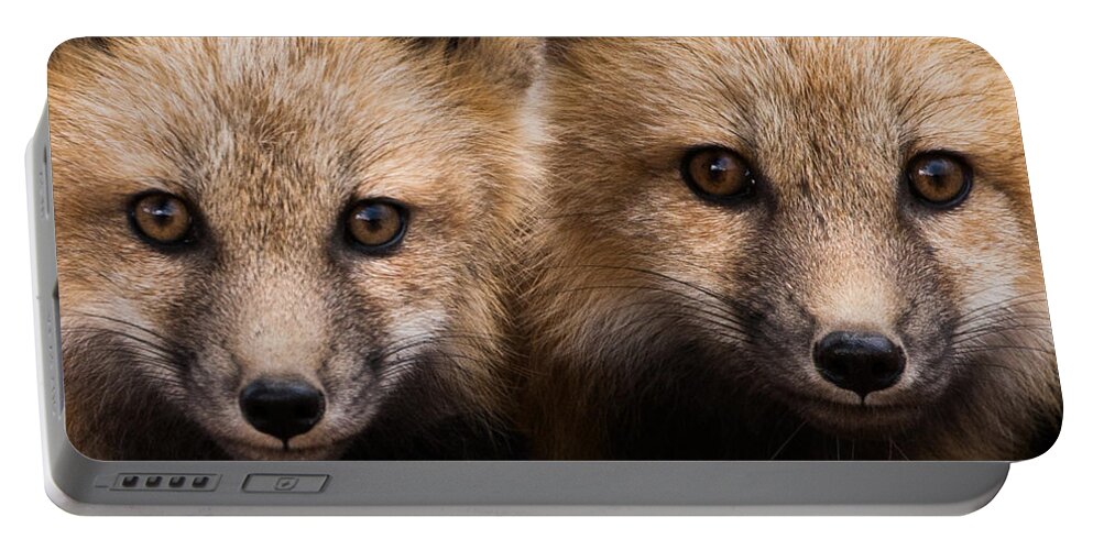 Red Fox Portable Battery Charger featuring the photograph Two Fox Kits by Mindy Musick King