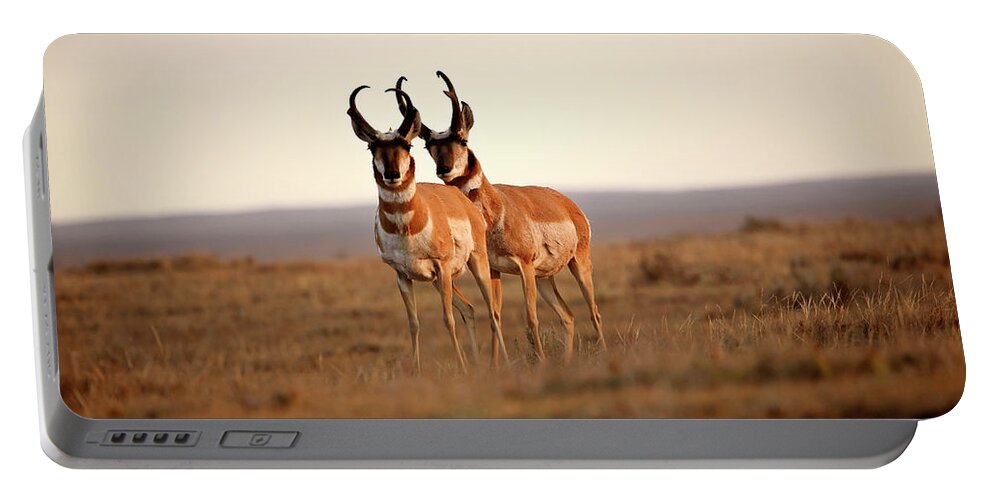 Pronghorn Antelope Portable Battery Charger featuring the digital art Two male Pronghorn Antelopes in Alberta by Mark Duffy