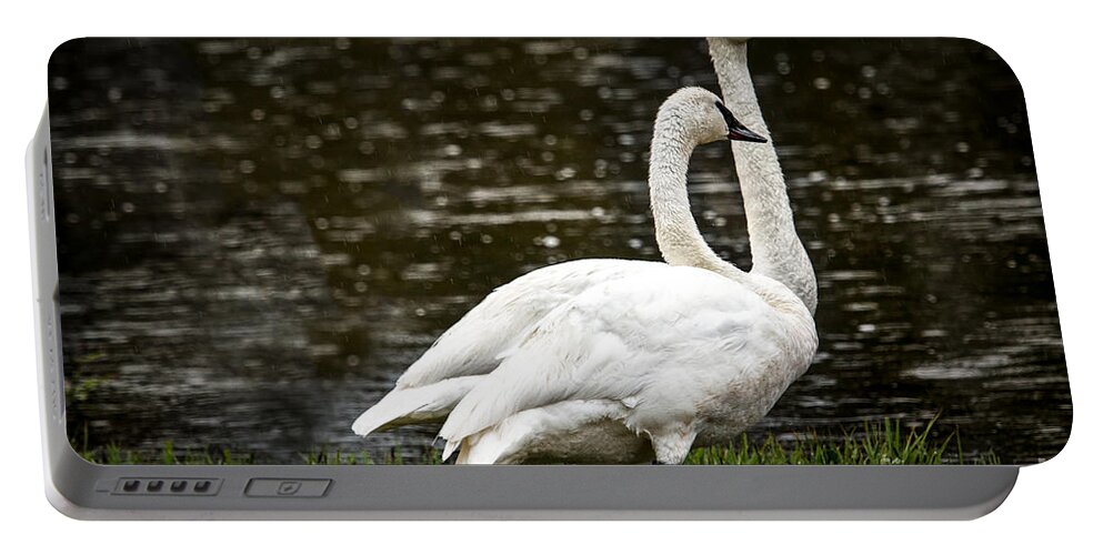 Swan Portable Battery Charger featuring the photograph Two Trumpter Swans by Robert Bales