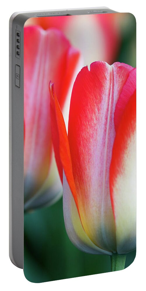 Tulips Portable Battery Charger featuring the photograph Two Tulips by Rebekah Zivicki