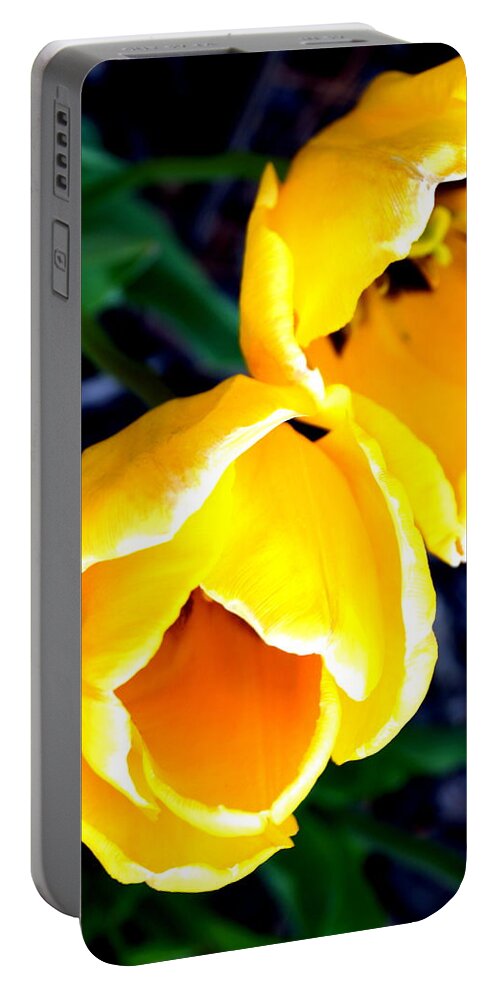 Tulip Portable Battery Charger featuring the photograph Two Yellow Tulips by Katy Hawk