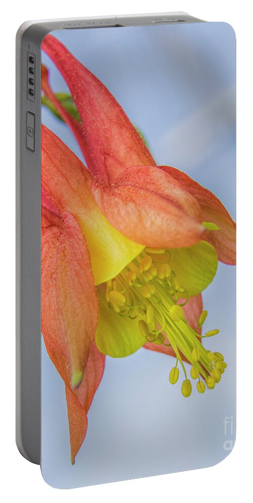 Wild Columbine Portable Battery Charger featuring the photograph Under a Wild Columbine by Barbara Bowen