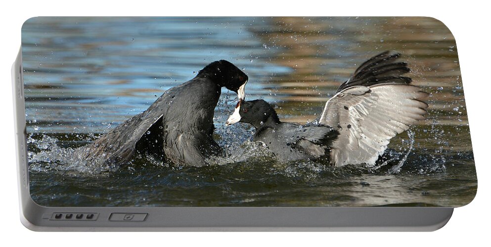 American Coots Portable Battery Charger featuring the photograph Unnecessary Roughness 2 by Fraida Gutovich