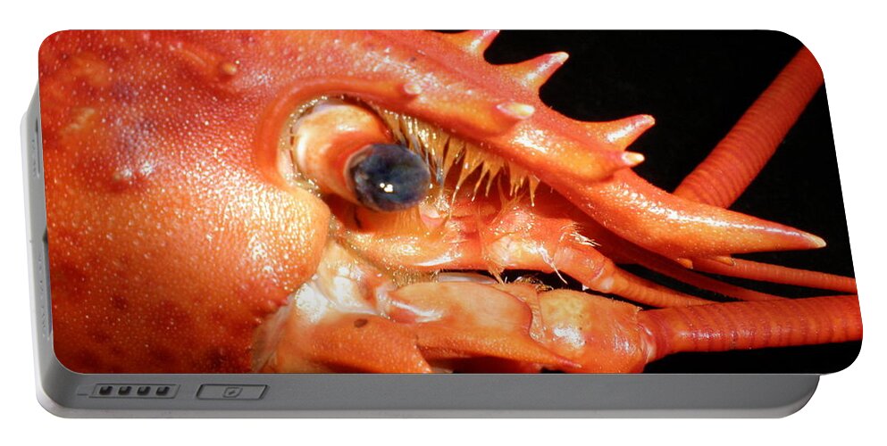 Lobster Portable Battery Charger featuring the photograph Up close lobster by Patricia Piffath