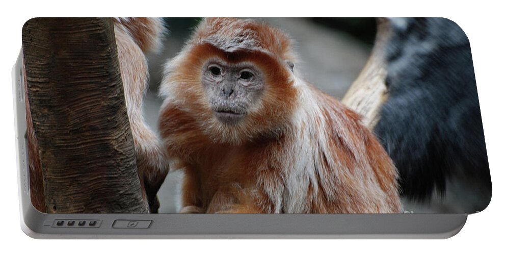 Langur Portable Battery Charger featuring the photograph Up Close with a Javan Langur Monkey by DejaVu Designs