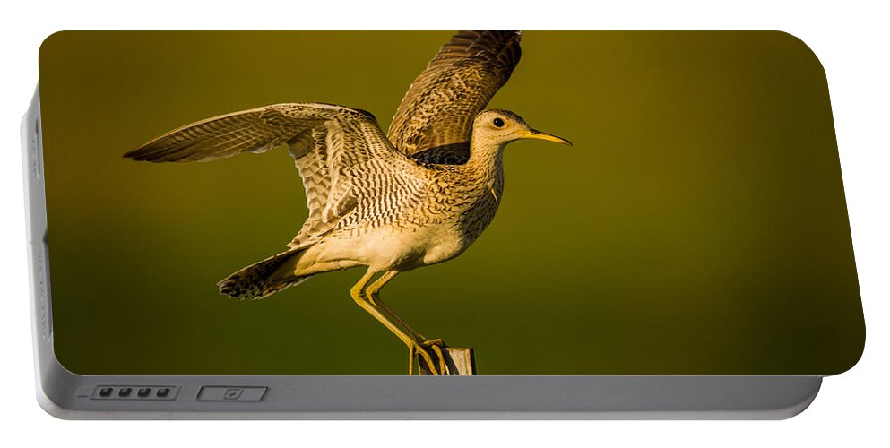 Wildlife Portable Battery Charger featuring the photograph Upland Sandpiper on Steel Post by Jeff Phillippi