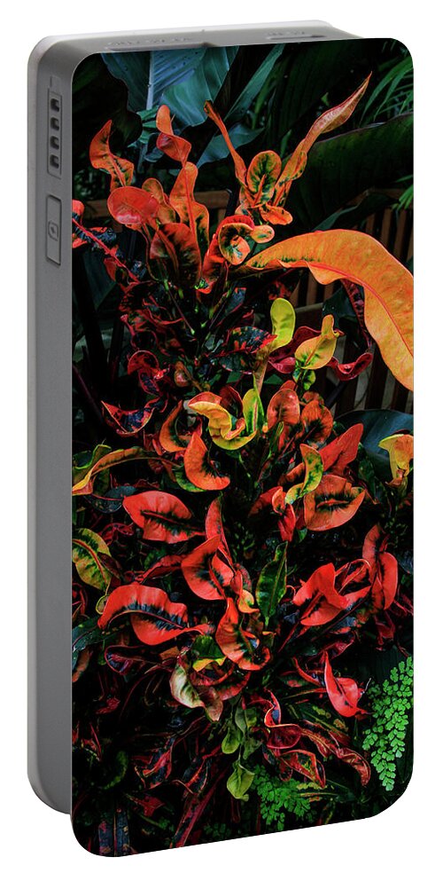 Bonnie Follett Portable Battery Charger featuring the photograph Variegated Croton Burst of Color by Bonnie Follett