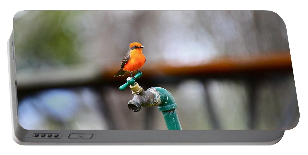 Birds Portable Battery Charger featuring the photograph Vermilion Flycatcher Two by Diana Hatcher