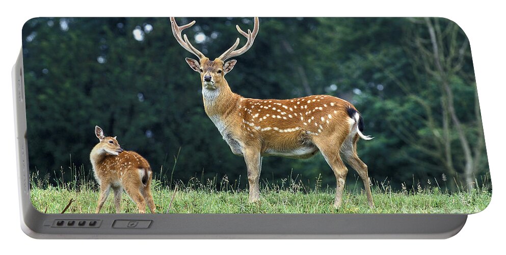 Adult Portable Battery Charger featuring the photograph Vietnamese Sika Deer by Gerard Lacz